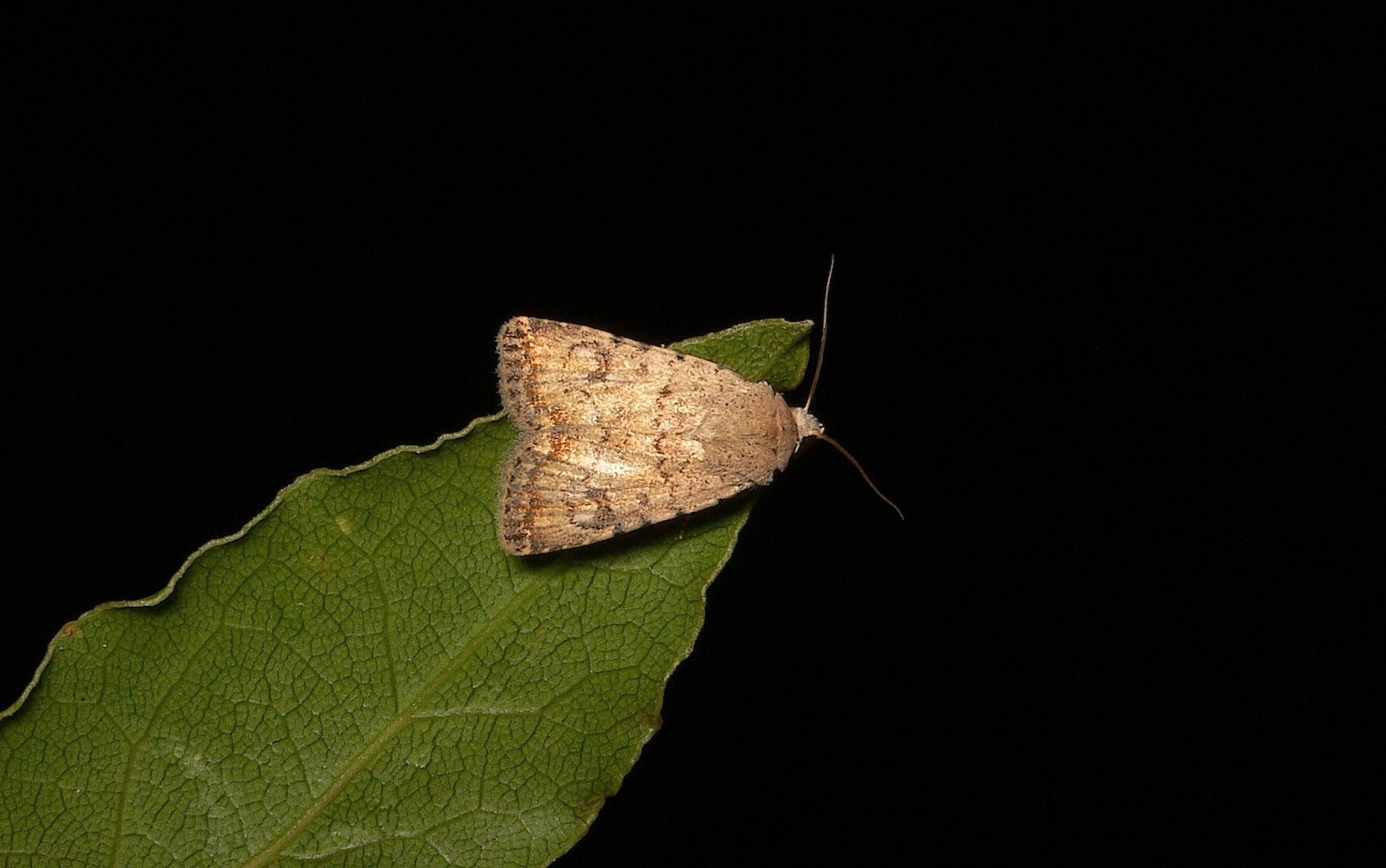 Id falena 57